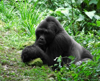 Gorilla in the jungle clipart