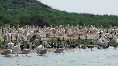 Lots of african birds riverside clipart