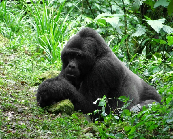 Gorilla i djungeln — Stockfoto