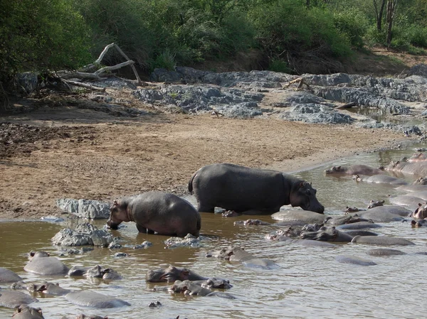 Einige Flusspferde am Ufer — Stockfoto