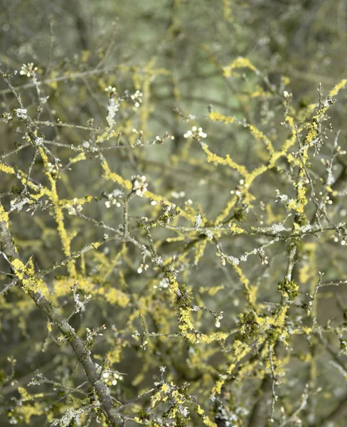 地衣の生い茂った小枝 — ストック写真