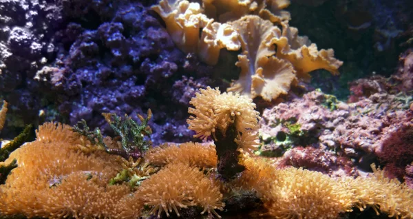 stock image Underwater scenery