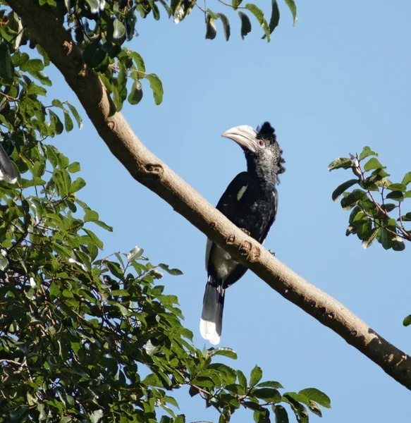 Hornbill de mejillas plateadas en Uganda — Foto de Stock