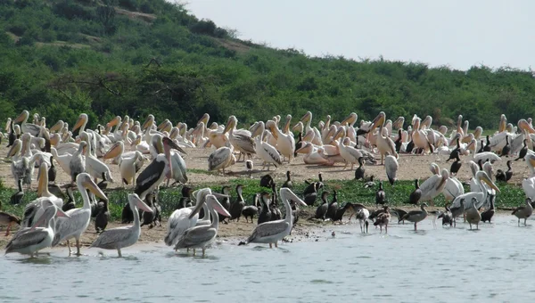 Mnoho afrických ptáků u řeky — Stock fotografie