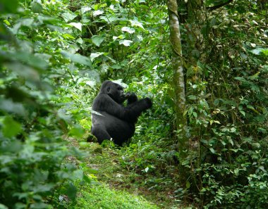 Gorilla in the jungle clipart