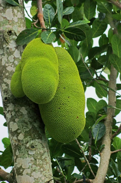 Jackfruits in Uganda — Stock Photo, Image