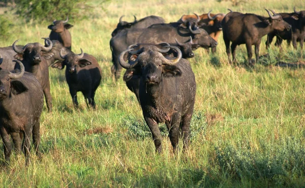 Búfalos africanos en un ambiente soleado — Foto de Stock