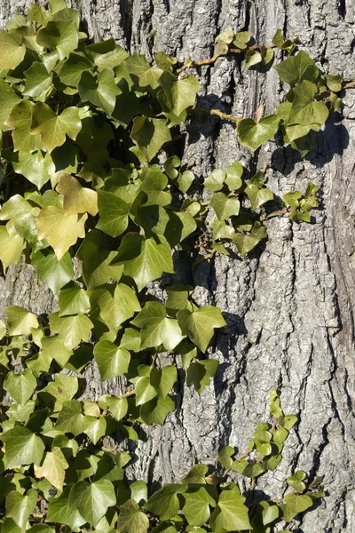 Ivy horizontal — Stock Photo, Image