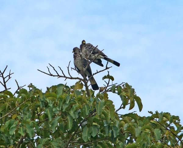 Afrikanische Vögel auf Baumwipfeln — Stockfoto