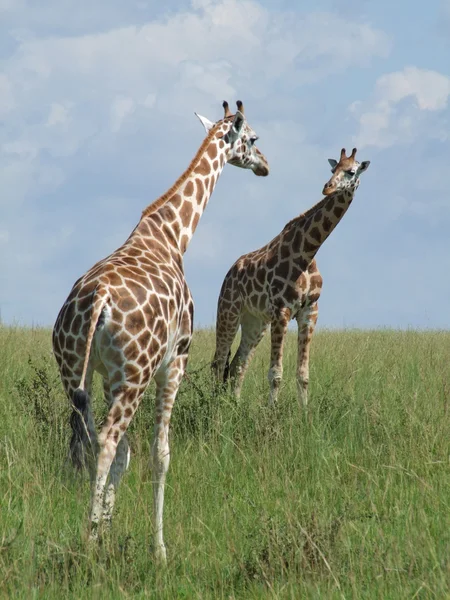 Két zsiráf az afrikai szavanna — Stock Fotó