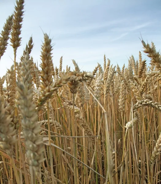 Buğday ayrıntı, yaz saati — Stok fotoğraf