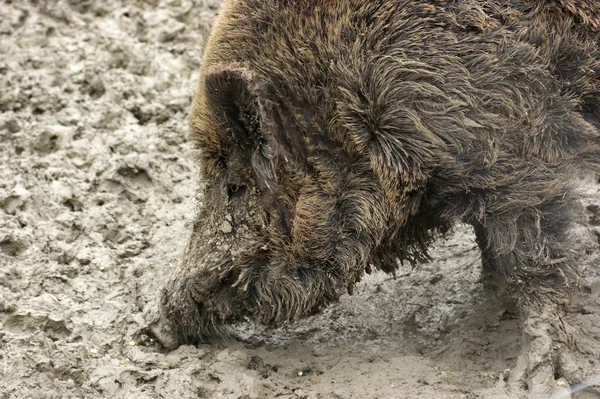 Wild boar detail — Stock Photo, Image