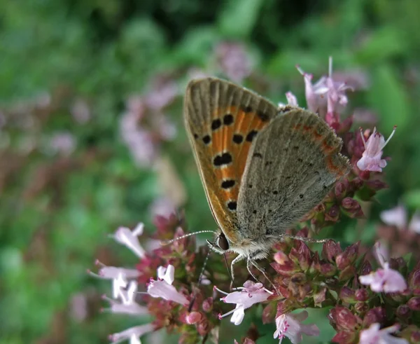 Schmetterling namens lycaena phlaeas — Stockfoto