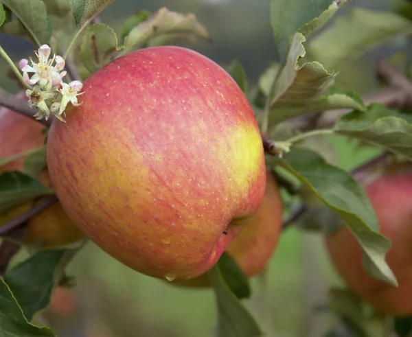 Manzana roja en rama —  Fotos de Stock