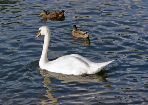 Cisne y patos en la superficie del agua — Foto de Stock