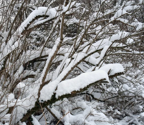 Snow covered twigs — Stock Photo, Image