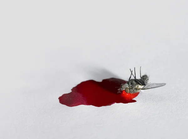 Розкидати мертвих мухи — стокове фото
