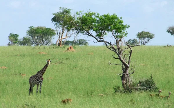 Жираф в африканской саванне — стоковое фото