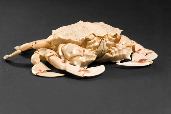 Moon crab in dark ambiance — Stock Photo, Image