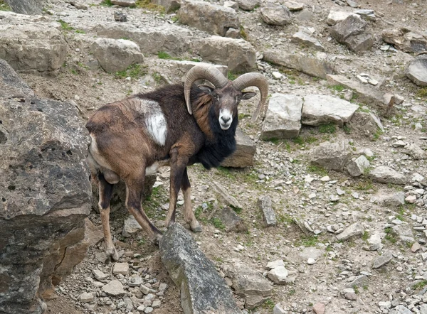 Mouflon in stony ambiance — Stock Photo, Image