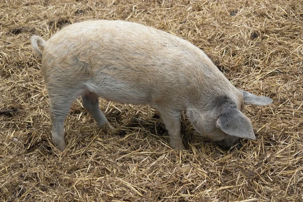 Hausschweine und Gülle — Stockfoto