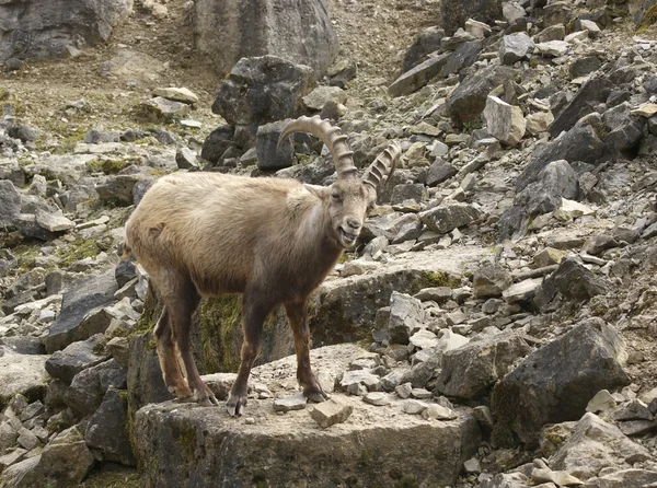 Ibex alpino em ambiente pedregoso — Fotografia de Stock