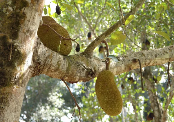 Wagenheber Früchte auf einem Baum — Stockfoto