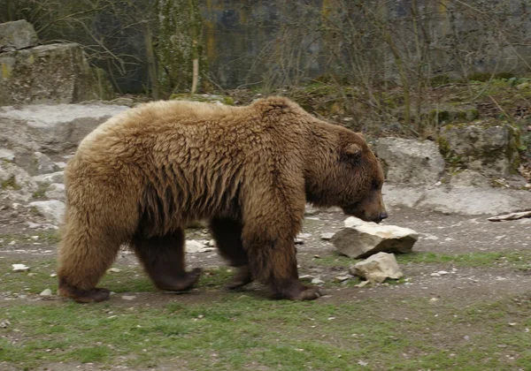 Καφέ αρκούδα προς τα πλάγια — Φωτογραφία Αρχείου