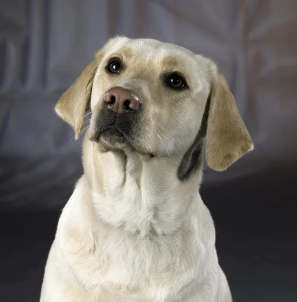 Портрет светлой собаки — стоковое фото