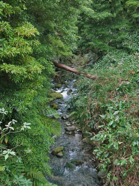 Little stream — Stock Photo, Image
