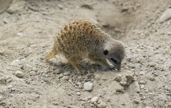 Meerkat cavando em solo pedregoso — Fotografia de Stock