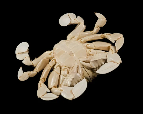 Undersidan av en moon krabba — Stockfoto