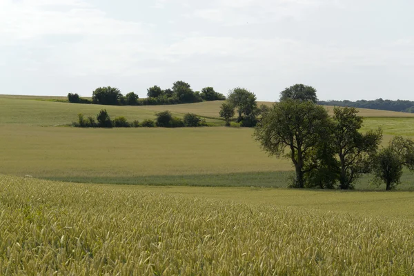 Γεωργικών πανοραμική τοπία με αγρό με βιολογικά σιτηρά — Φωτογραφία Αρχείου