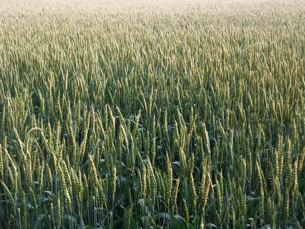 Tam kare buğday alanı — Stok fotoğraf