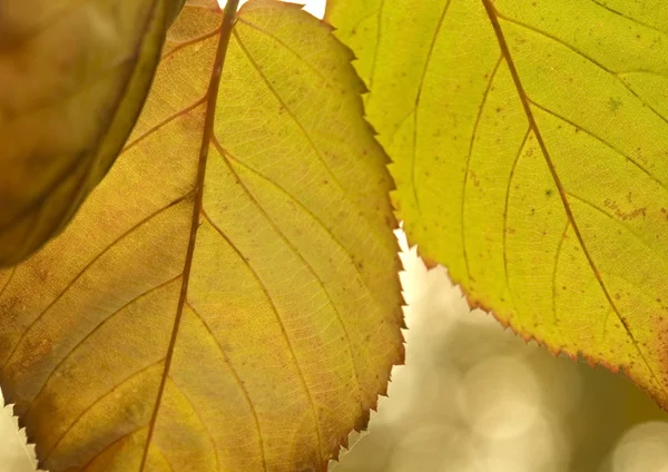 高架道路遷移充满活力的彩色的秋天的树叶 — 图库照片