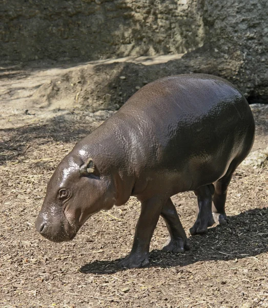 Pygmé flodhäst — Stockfoto