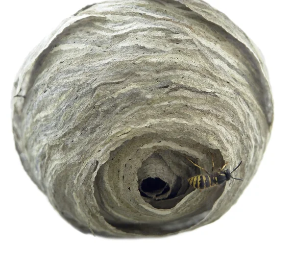 Ninho de vespas — Fotografia de Stock