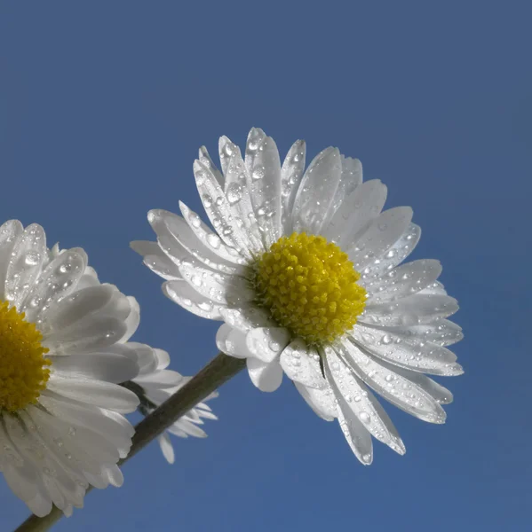 Våt daisy flower närbild — Stockfoto