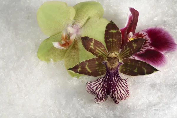 Drie orchideebloemen in de sneeuw — Stockfoto