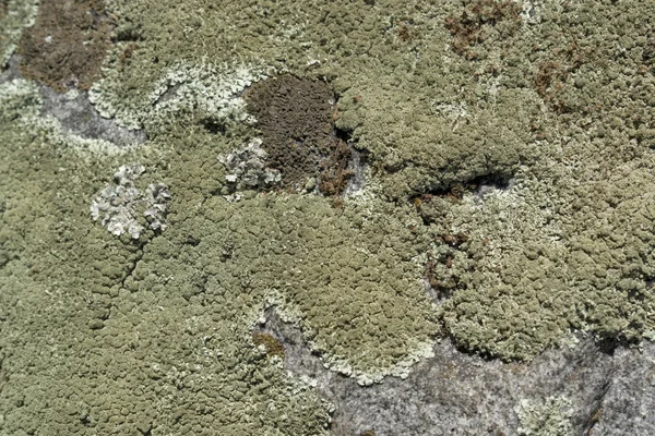 Zelenobílá lišejník na skalnatou půdu — Stock fotografie