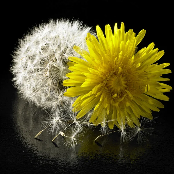 Pampeliška květin a blowball — Stock fotografie