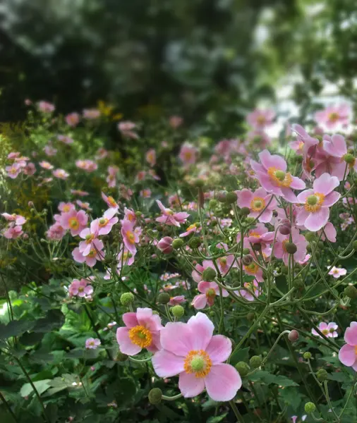 Pastelle Blumen — Stockfoto
