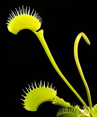 Carnivorous plant detail clipart