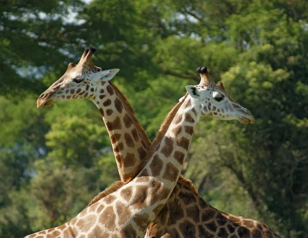 Néhány afrikai zsiráf — Stock Fotó