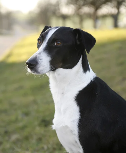 Black and white dog — Stock Photo, Image