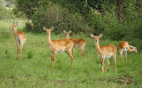Uganda Kobs in green vegetation — Stock Photo, Image