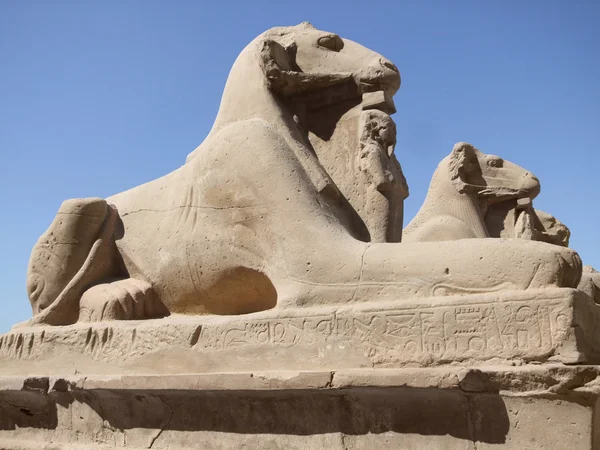 Sphinxes in sunny ambiance — Stockfoto