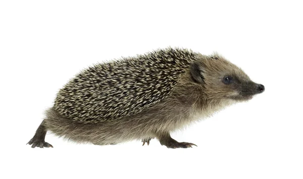 Walking hedgehog in white back — Stock Photo, Image
