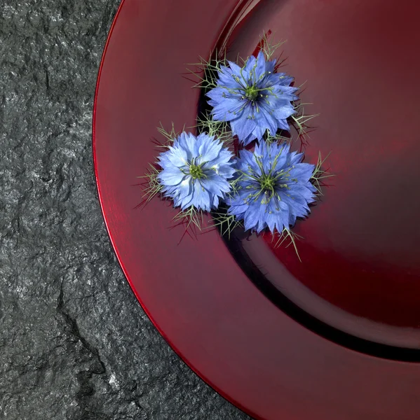 Red plate and blue flowers — Stock Photo, Image