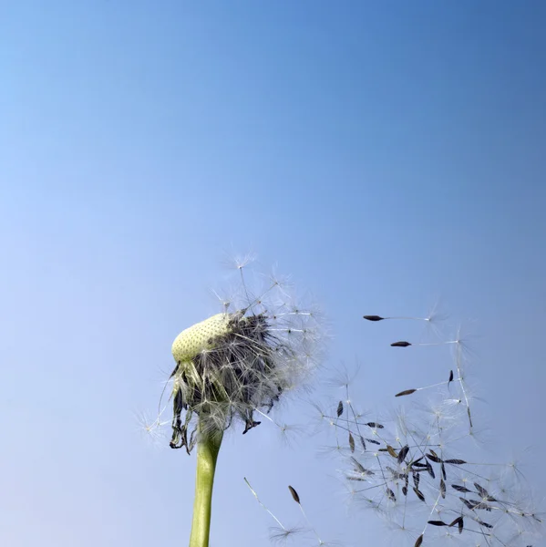 タンポポの花を吹き — ストック写真